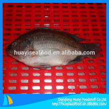 Gefrorene Tilapia (Oreochromis Niloticus)